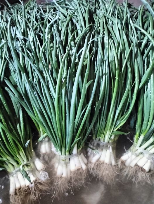 Грибы домашние ,