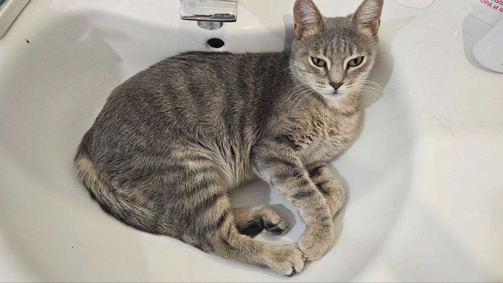 Кошка-подросток ищет дом