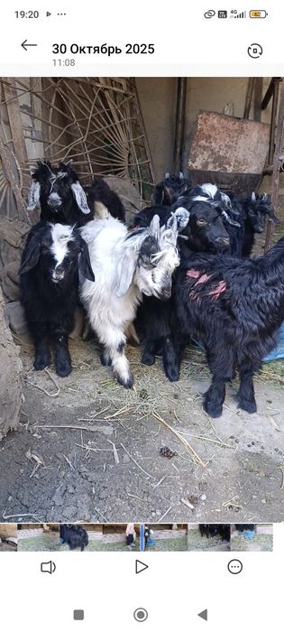 800 dan uloqchalar srochna sotiladi kelishtiramiz