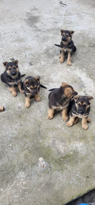 Овчарка немецкая щенки