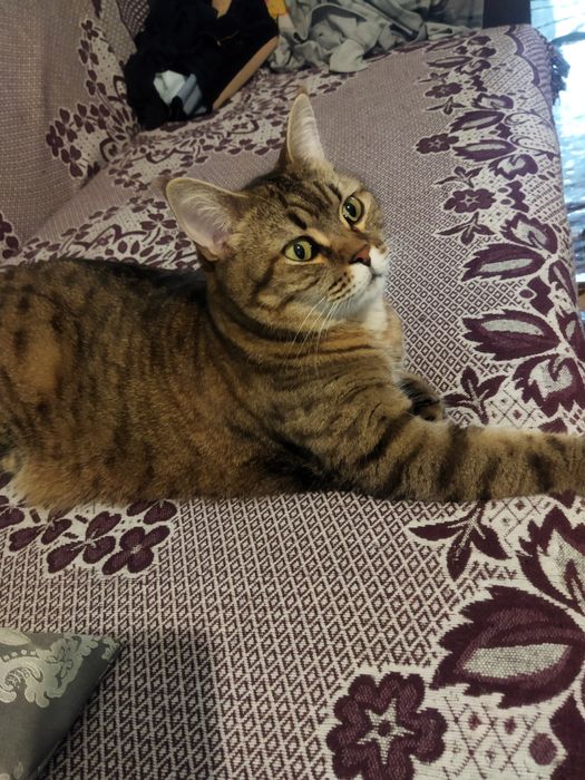 Кошка стерилизованная