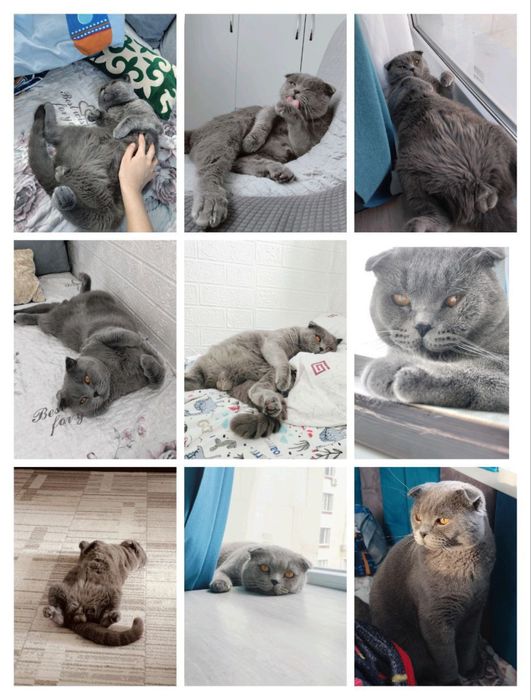 Шотландский кот , 1,5 года