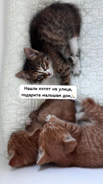 Котята в добрые руки