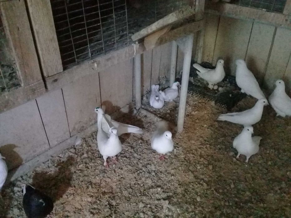 Продам бакинцы молодежь  голубей