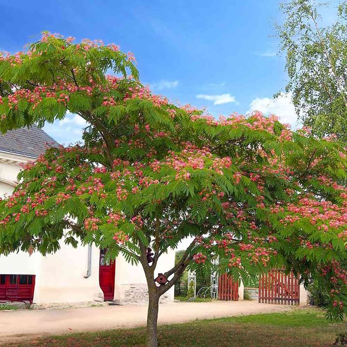 Arbore de mătase și Paulonia (pawlonia)