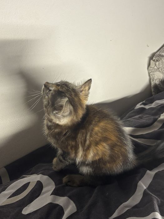 Котенок 3 месяца