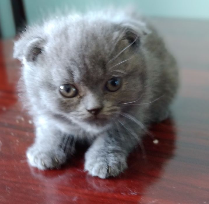 Чистокровные котята