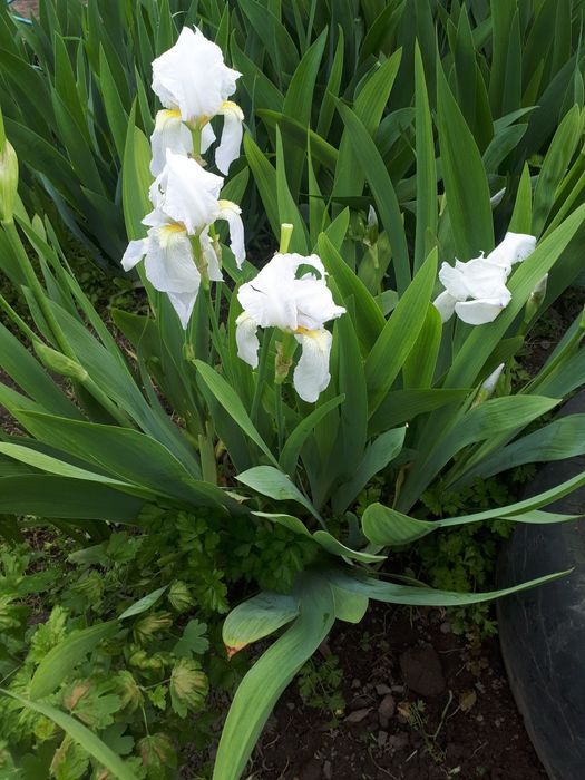 Ирисы, хризантемы и др.