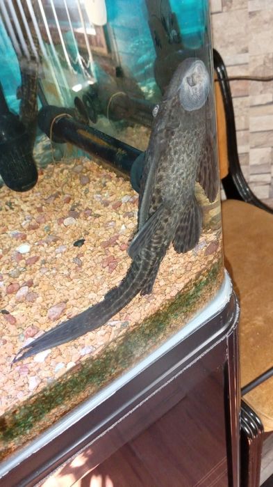 Аквариум RS ELECTRICAL  210 литра