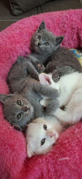 Скотиш Страйт. Котята