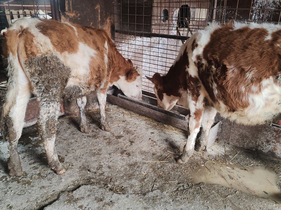 De vânzare junici bălțate