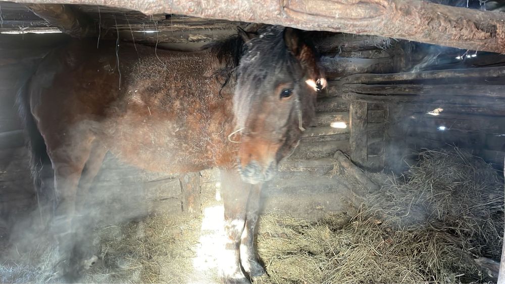 Продам байтал с откорма