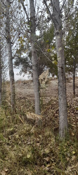 Terak sotiladi 40000 sum dan 200 dona