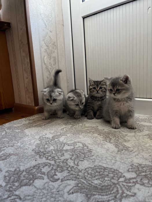 Scottish fold and stright