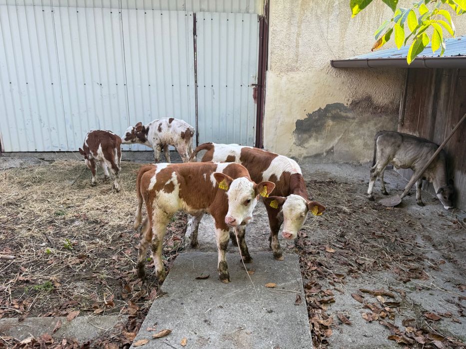 Vând 5 viței semi înțărcați