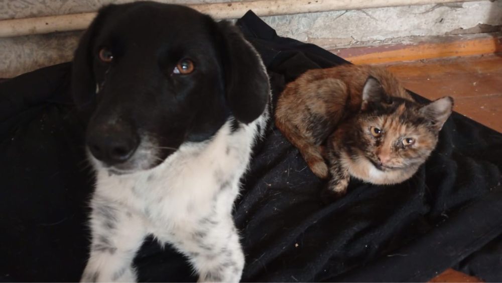 Пристраивается замечательная девочка — Чапа!