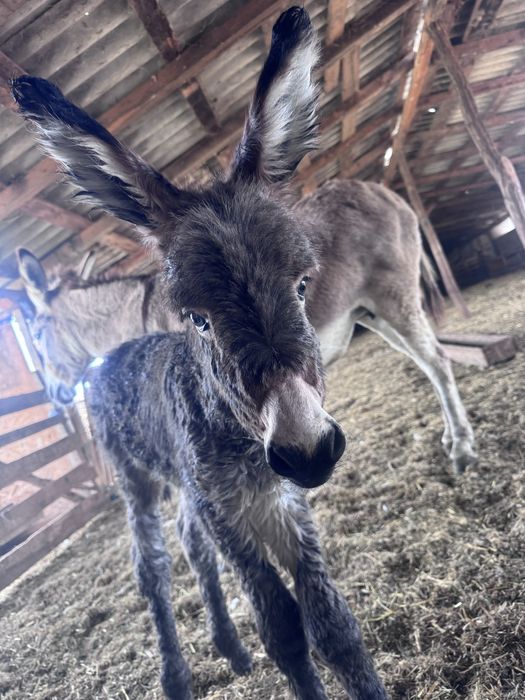 Vand lapte de magarita