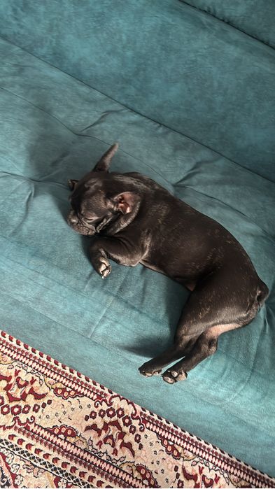 Продам Французского Бульдога