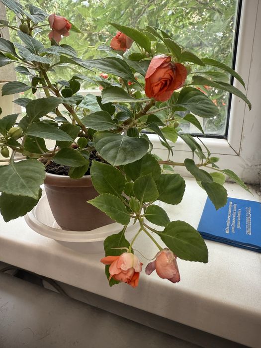 Бальзамин домашний 500 тенге