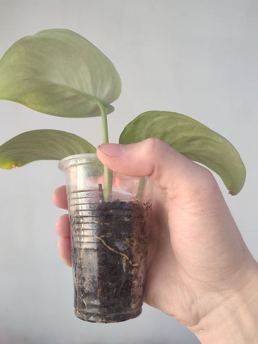 Сциндапсус экзотика