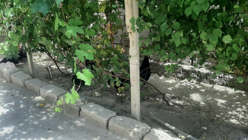 Тауык сатылады р3