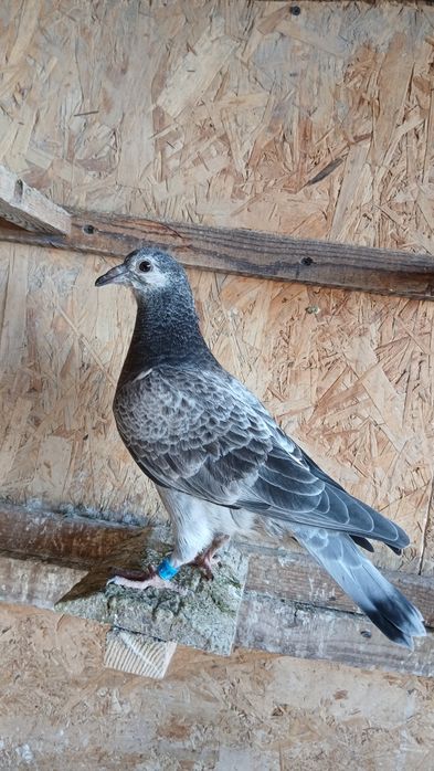 Disponibili 6 pui de voiajor