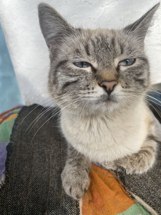 Отдаю в добрые руки котят