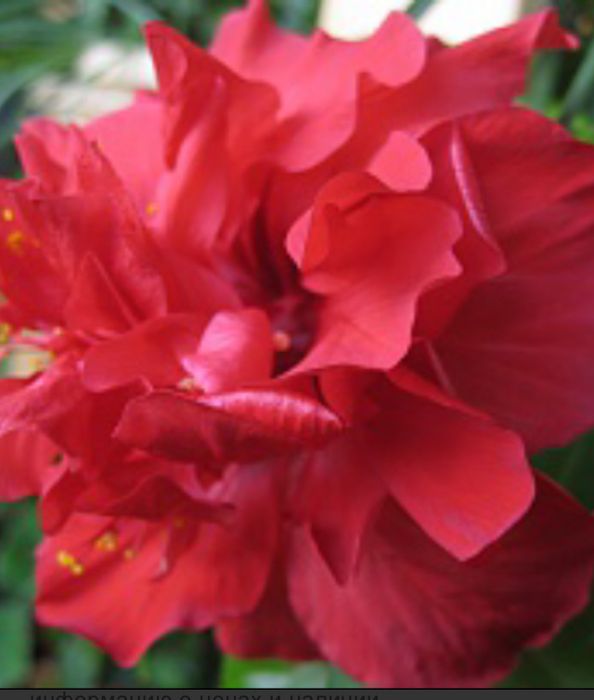 Продам гибискусы в вазонах