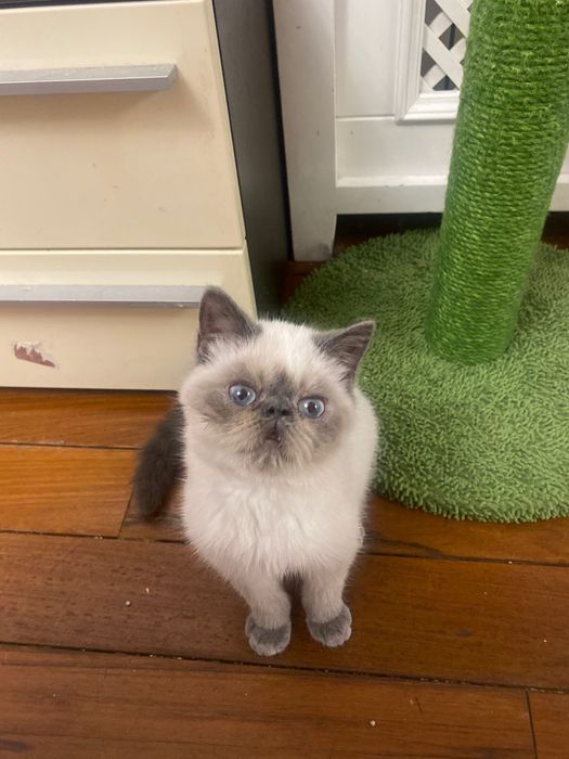 Отдам котика в хорошие руки