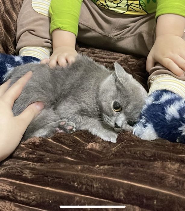 Британский котёнок, 5 месяцев — ищет дом