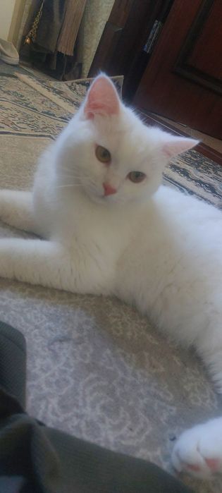 Katta rus ayollar bilan anal porno