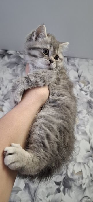 Кошечка скоттиш страйт