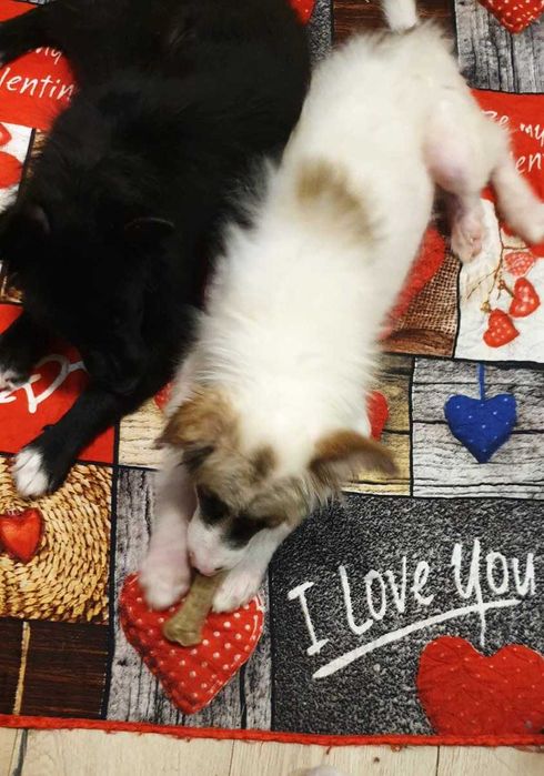 отдам щенков в хорошие руки