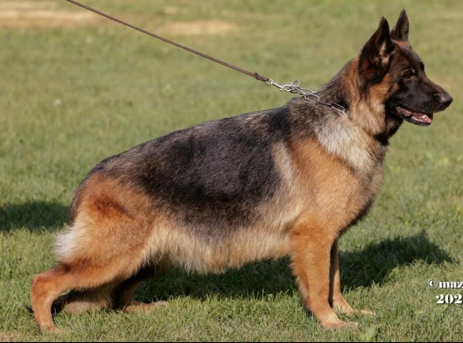 Срочно Щенок немецкой овчарки