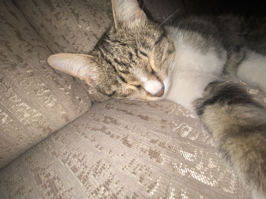 Срочна продаю кошка