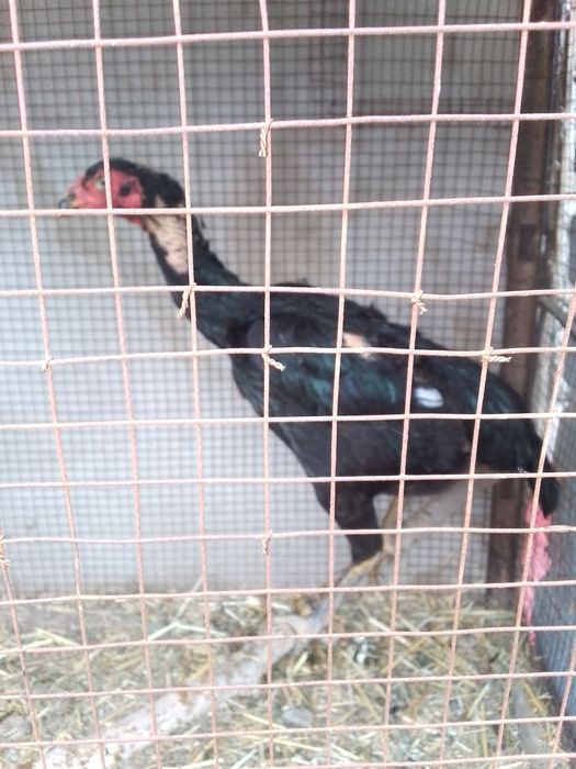 Xoroz bn tovuq sotiladi