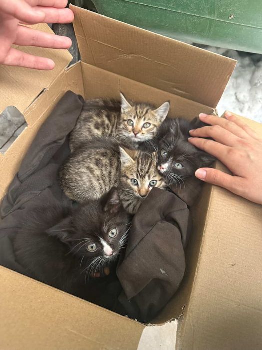 Котята в добрые руки