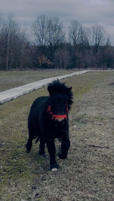 Ponei armăsar negru de  rasă