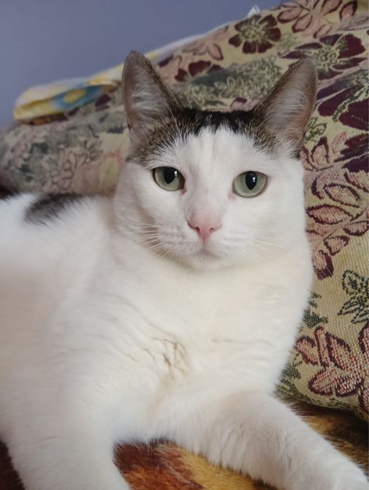 Отдам в добрые руки