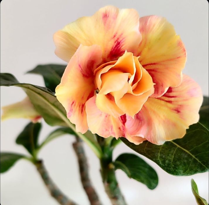 Адениумы разных сортов