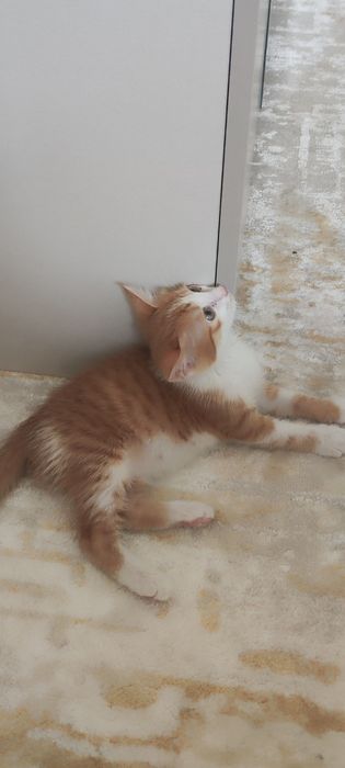 Котя в добрые руки, мальчик