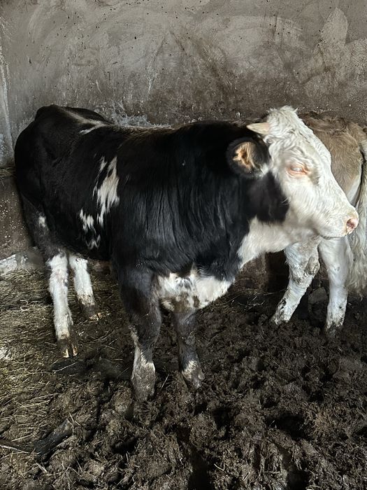 Vand Tauras si vitea