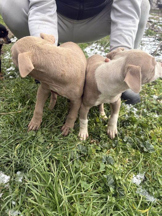 Продавам питбули на 65 дни