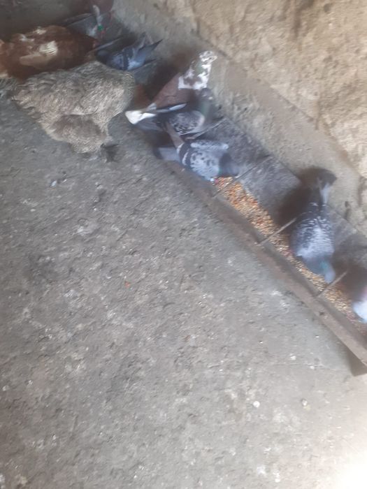 Vănd porumbei poștași