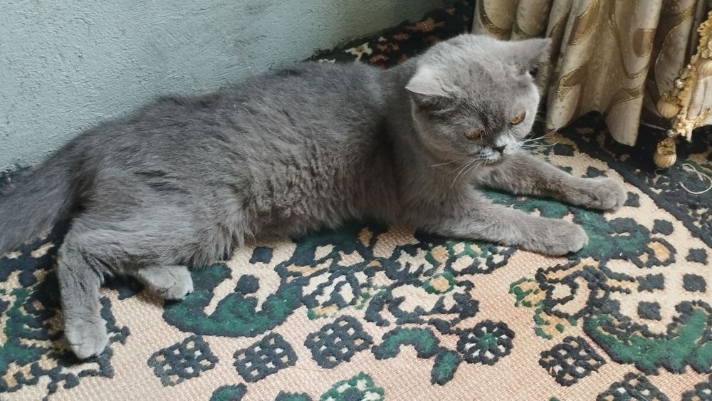 продаётся британская кошка