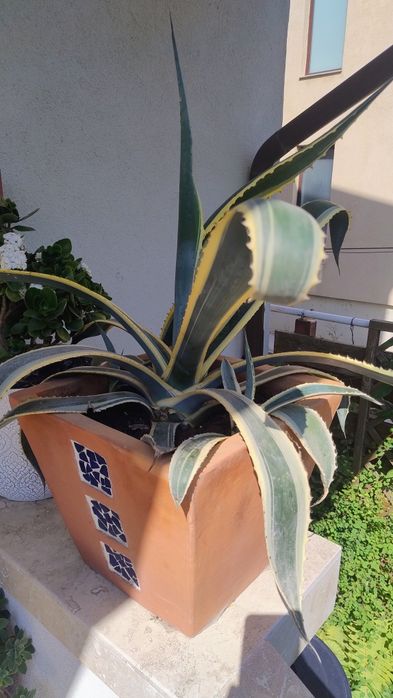 De vânzare agave, americane și albastre.