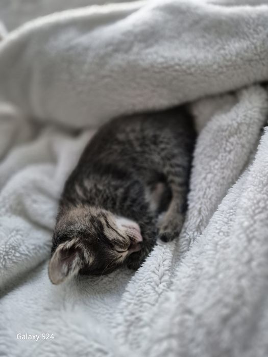 Отдам котёнка 1 месяц