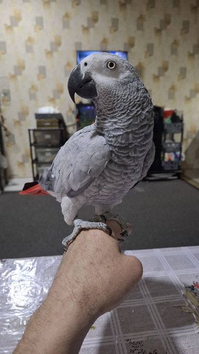 Жако тўтиқуш сотилди