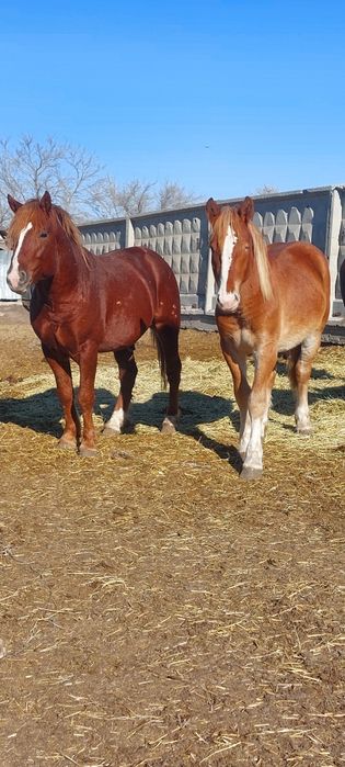 Жеребцы Тяжеловоз