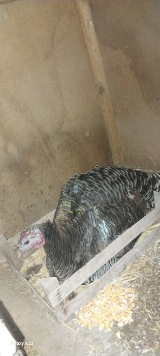 Assalom aleykum kurk kurka sotiladi